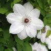 Henryi Clematis Vine - Pure White - 2.5" Pot