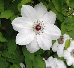 Henryi Clematis Vine - Pure White - 2.5" Pot