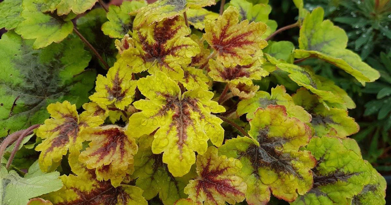 Catching Fire Heucherella - Foamy Bells - Gallon Pot - Shade Lover