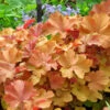 Caramel Coral Bells - Heuchera - Live Plant - Gallon Pot