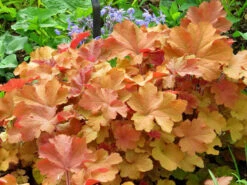 Caramel Coral Bells - Heuchera - Live Plant - Gallon Pot