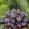 'Plum Pudding' Coral Bells - Heuchera - Fragrant - Shade Perennial - Gallon Pot