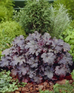 'Plum Pudding' Coral Bells - Heuchera - Fragrant - Shade Perennial - Gallon Pot