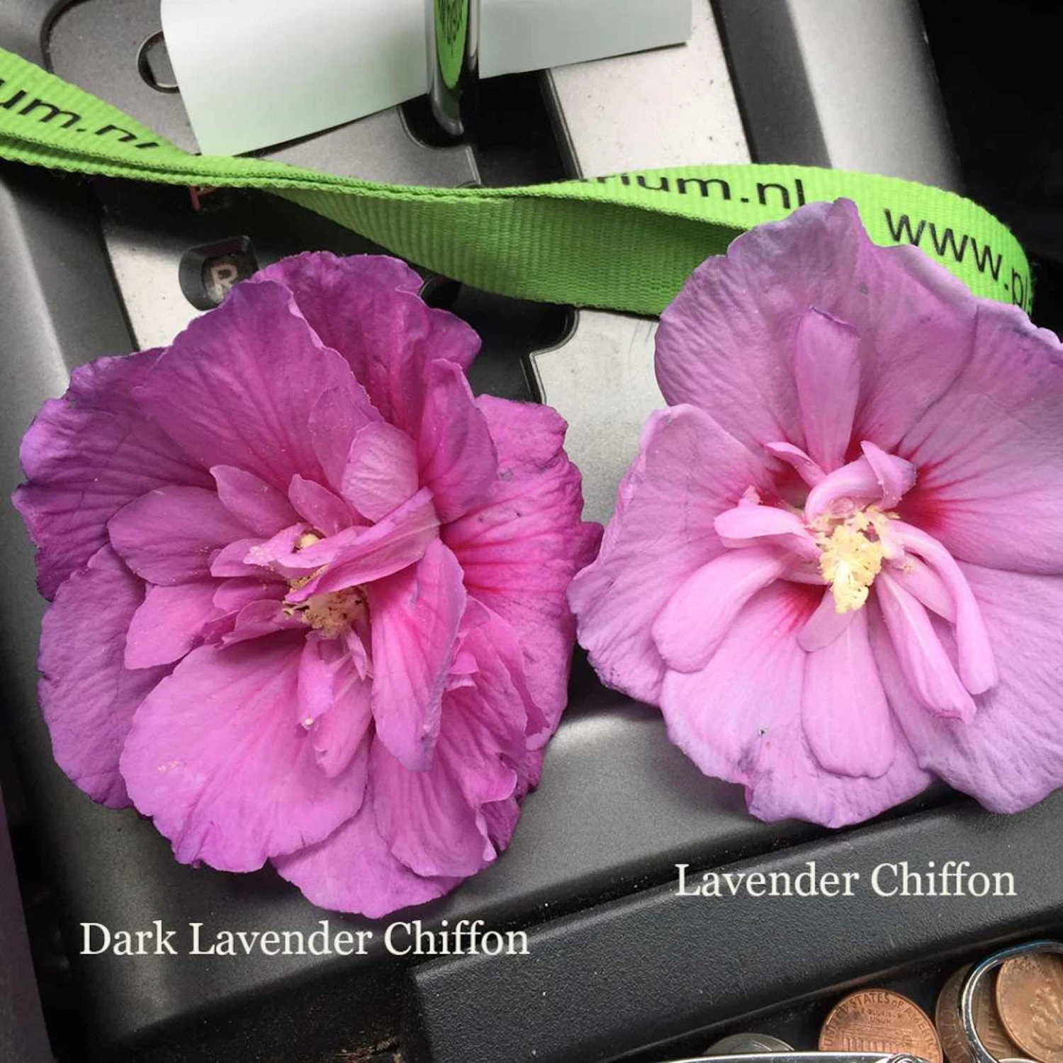 Dark Lavender CHIFFON® Hibiscus - Rose Of Sharon - Proven Winner - 4" Pot - Image 2