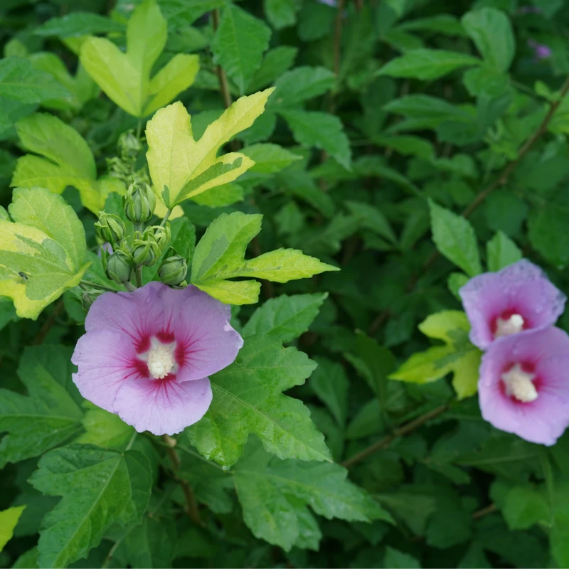 PARAPLU ADORNEDâ„¢ - Rose Of Sharon - Hibiscus Syriacus - Proven Winners - 4" Pot