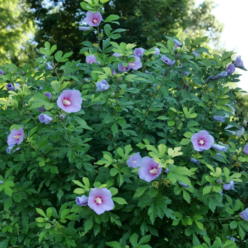 PARAPLU ADORNEDâ„¢ - Rose Of Sharon - Hibiscus Syriacus - Proven Winners - 4" Pot - Image 3
