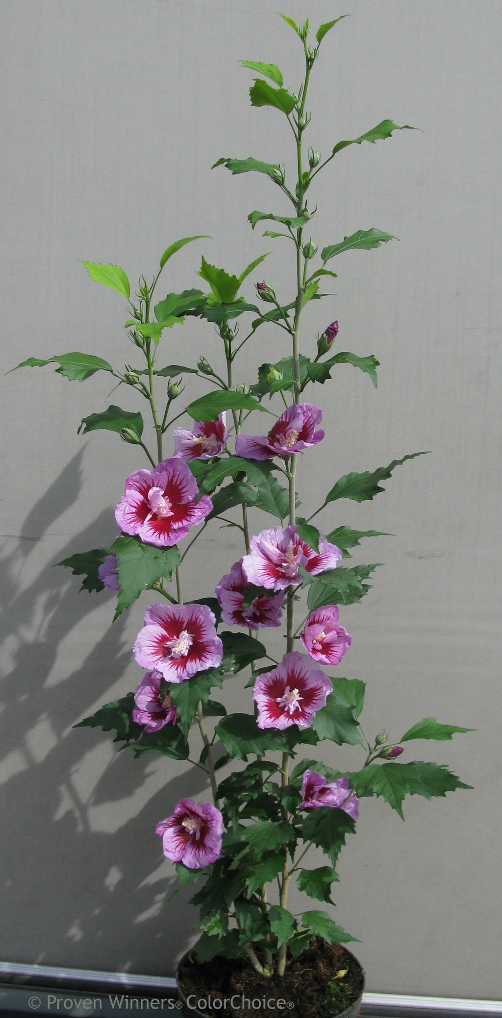 Purple Pillar® Hibiscus - 4" Pot - Rose Of Sharon - Proven Winners - Image 2