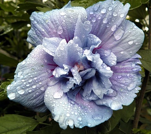 Blue Chiffon® Hibiscus Syriacus - Rose Of Sharon - 4" Pot - Proven Winners - Image 2