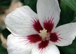 Lil' Kim® - Rose Of Sharon - Hibiscus Syriacus - 4" Pot - Proven Winners
