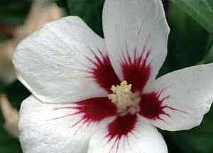 Lil' KimĀ® - Rose Of Sharon - Hibiscus Syriacus - 4" Pot - Proven Winners