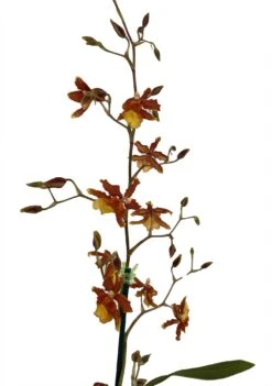 Sunny Daze Hilo Bay Orchid - Oncidium - 4" Pot - Collector Orchids
