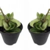Hindu Indian Rope - 2 Plants- Hoya - Exotic Yet Easy - 2" Pots