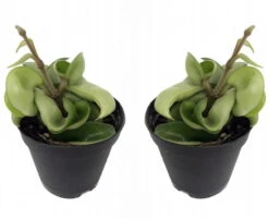 Hindu Indian Rope - 2 Plants- Hoya - Exotic Yet Easy - 2" Pots
