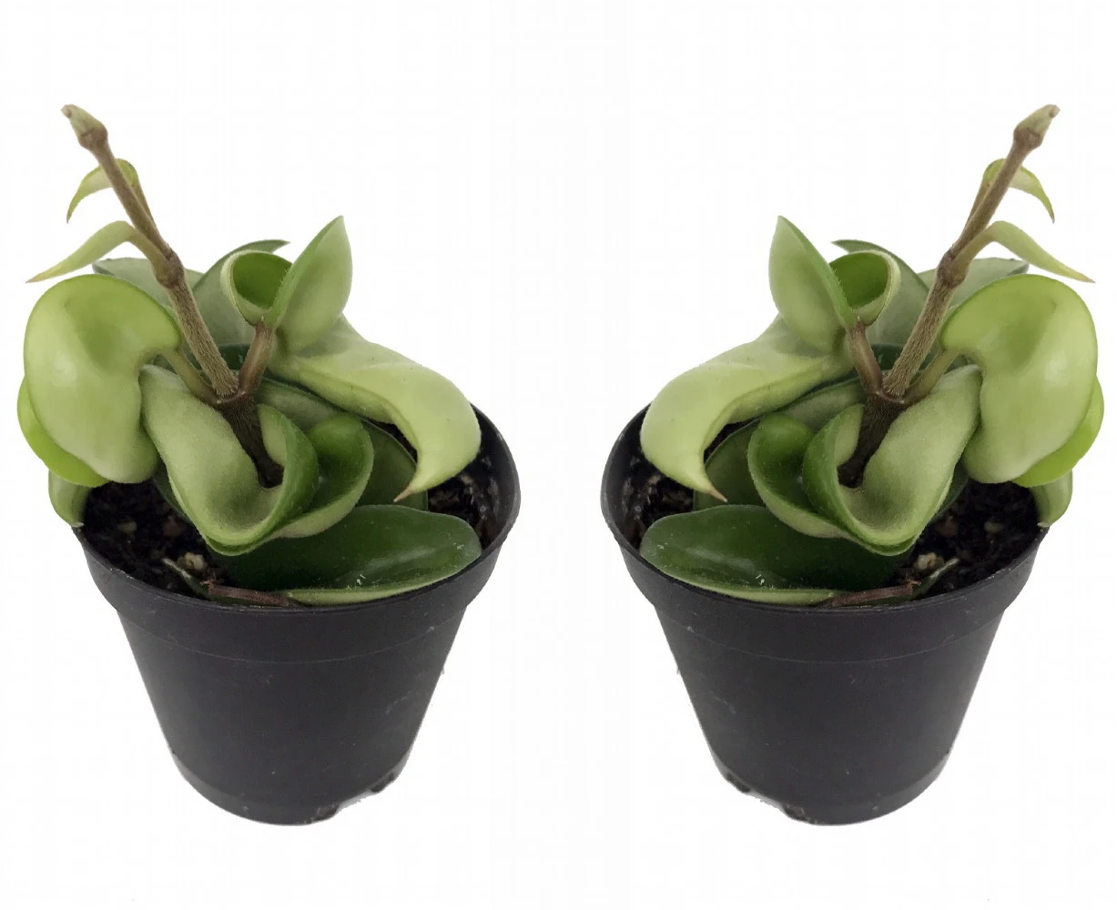 Hindu Indian Rope - 2 Plants- Hoya - Exotic Yet Easy - 2" Pots