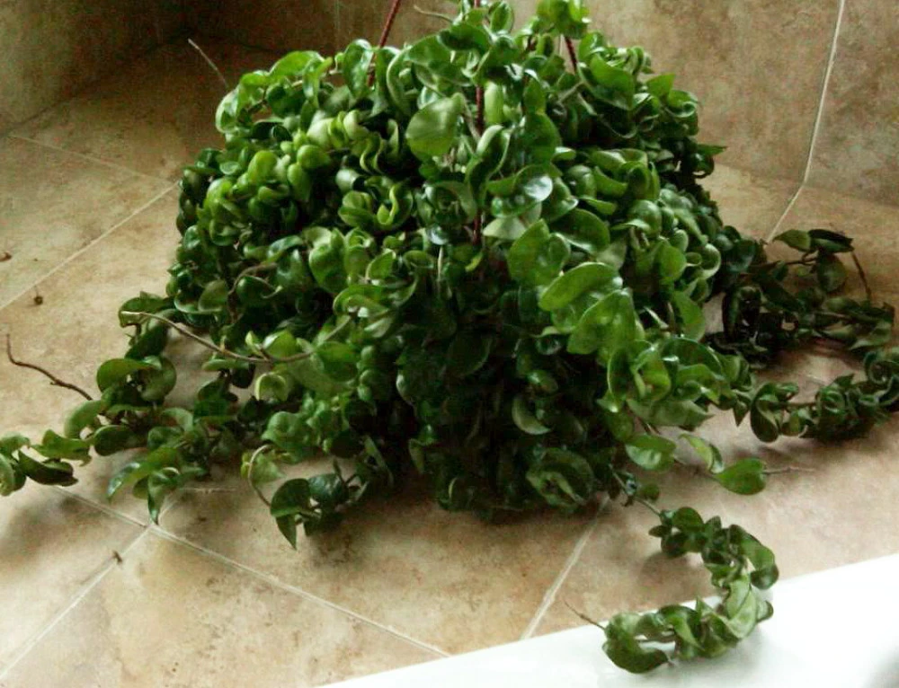 Hindu Indian Rope - 2 Plants- Hoya - Exotic Yet Easy - 2" Pots - Image 3