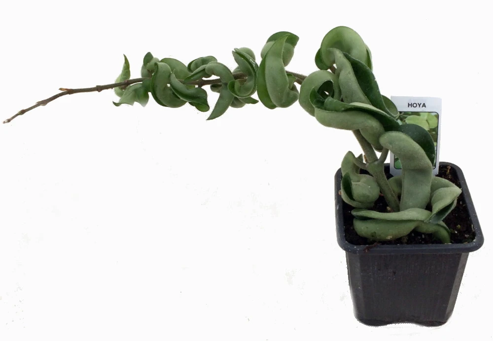 Hindu Indian Rope - 2 Plants- Hoya - Exotic Yet Easy - 2" Pots - Image 5