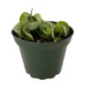 Hindu Indian Rope Plant - Hoya - Exotic/Easy - 4" Pot