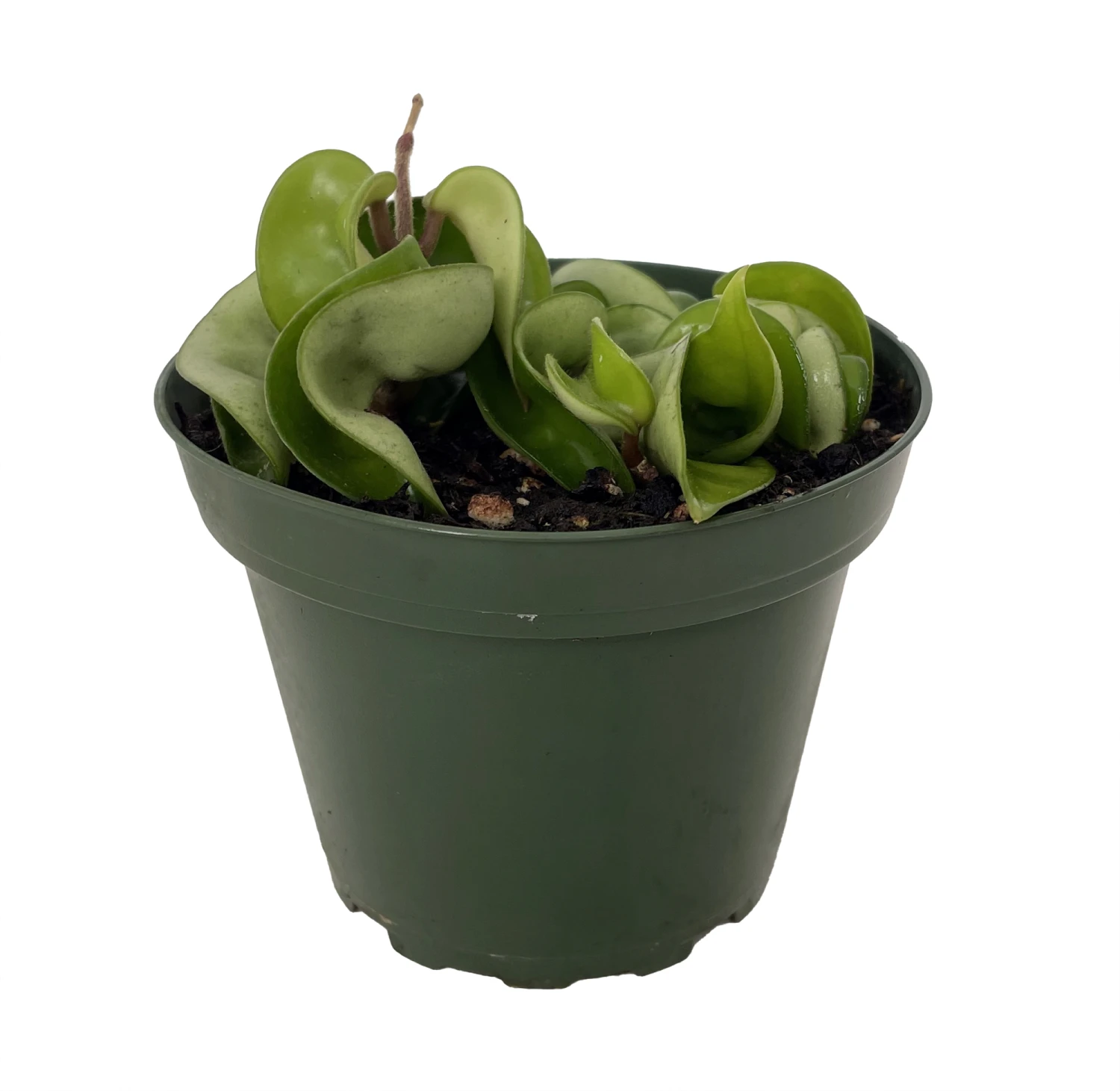 Hindu Indian Rope Plant - Hoya - Exotic/Easy - 4" Pot