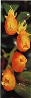 Magnot Goldfish Plant - Nematanthus - 6" Hanging Basket - Blooms Frequently! - Image 4