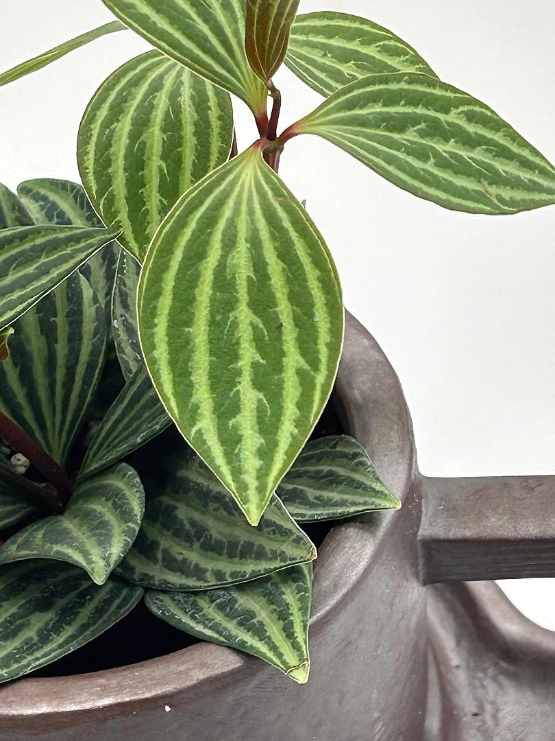 Creative Ceramic Planter With Saucer & Live Peperomia Plant - Image 3