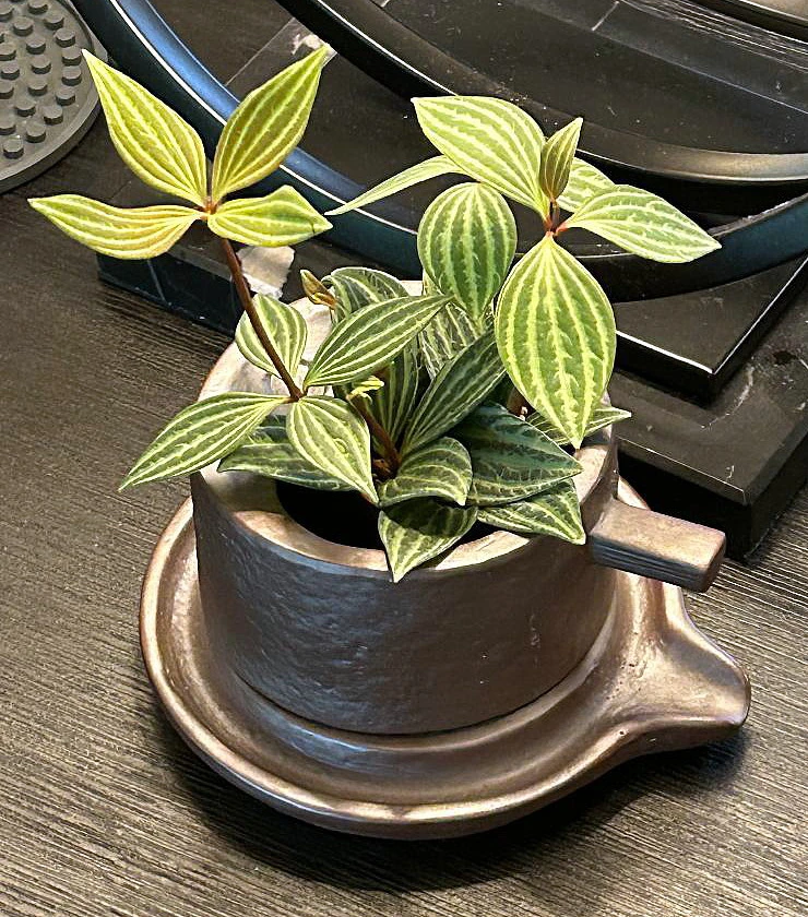 Creative Ceramic Planter With Saucer & Live Peperomia Plant - Image 2