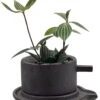Creative Ceramic Planter With Saucer & Live Peperomia Plant