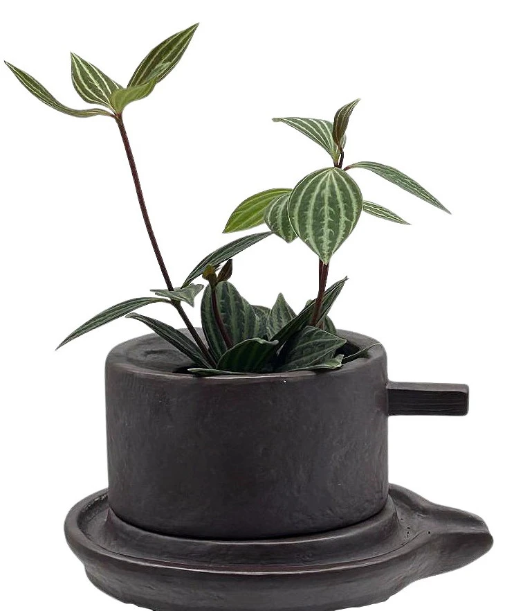 Creative Ceramic Planter With Saucer & Live Peperomia Plant