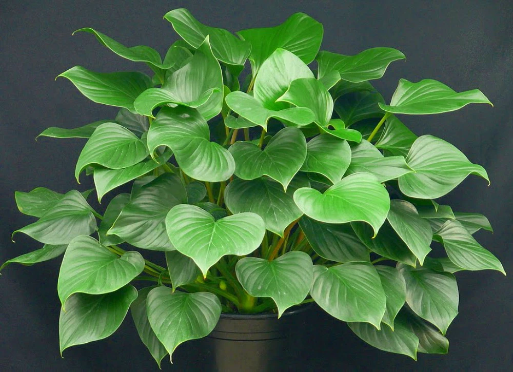 Emerald Gem Queen Of Hearts Plant - Homalomena - 6" Pot - Collector's Series - Image 2