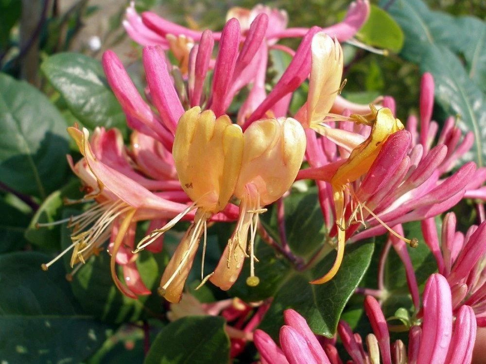 Gold Flame Honeysuckle Vine - Lonicera - Very Hardy - 2.5" Pot