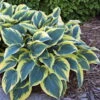 First Frost Hosta - Shade Perennial - Quart Pot