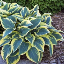 First Frost Hosta - Shade Perennial - Quart Pot