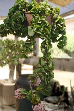 Hindu Indian Rope - 2 Plants- Hoya - Exotic Yet Easy - 2" Pots - Image 4