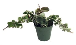 Variegated Hindu Rope Plant - EXOTIC - Hoya - 4" Pot