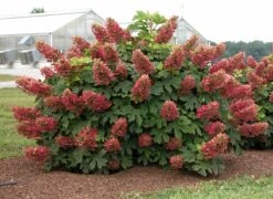 Ruby Slippers - Dwarf Oakleaf Hydrangea Bush - 4" Pot