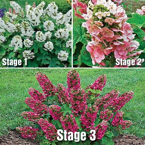 Ruby Slippers - Dwarf Oakleaf Hydrangea Bush - 4" Pot - Image 2