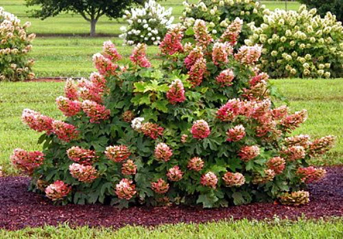 Ruby Slippers - Dwarf Oakleaf Hydrangea Bush - 4" Pot - Image 3