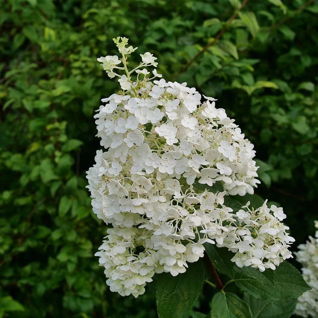 Puffer Fish® Panicle Hydrangea - Hydrangea Paniculata - 4" Pot - Image 4