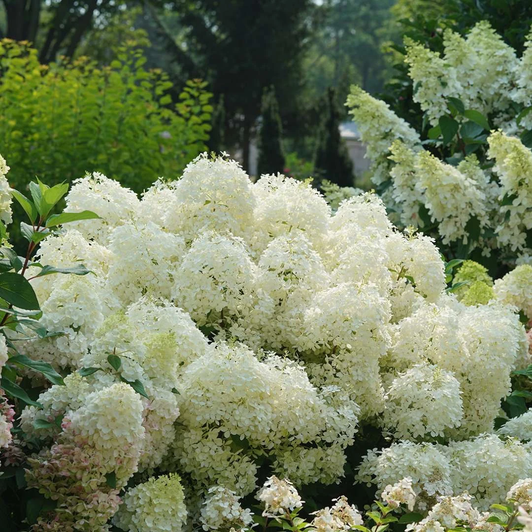 Puffer Fish® Panicle Hydrangea - Hydrangea Paniculata - 4" Pot - Image 3