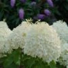 Puffer Fish® Panicle Hydrangea - Hydrangea Paniculata - 4" Pot