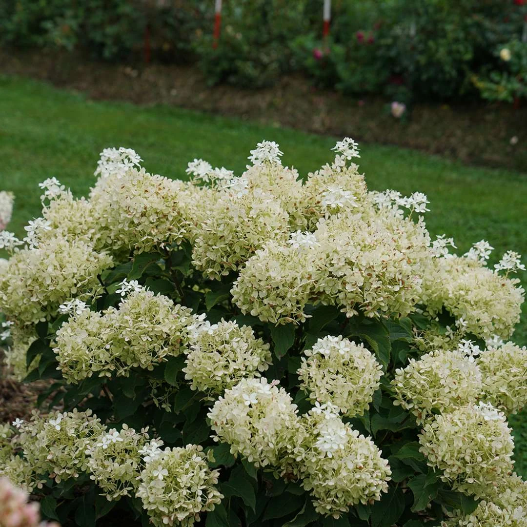 Puffer Fish® Panicle Hydrangea - Hydrangea Paniculata - 4" Pot - Image 5