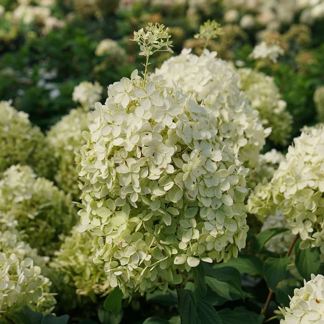 Puffer Fish® Panicle Hydrangea - Hydrangea Paniculata - 4" Pot - Image 2