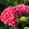 LET’S DANCE LOVEABLE™ - Bigleaf Hydrangea - Proven Winners - 4" Pot