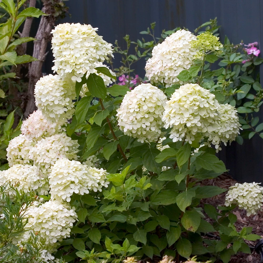 LITTLE LIME® Hydrangea -Compact Flowering Shrub- Hardy - Proven Winners - 4" Pot