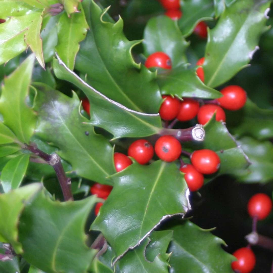 CASTLE KEEPĀ® Blue Holly - Ilex - 4" Pot - Proven Winners - Image 3