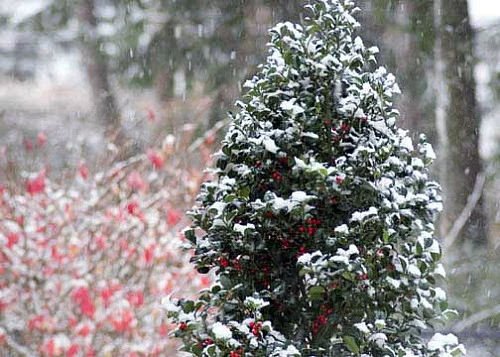 Castle SpireĀ® Blue Holly - Ilex - 4" Pot - Proven Winners - Image 6