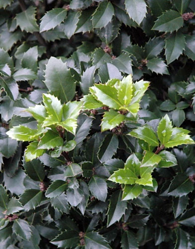 Castle SpireĀ® Blue Holly - Ilex - 4" Pot - Proven Winners - Image 4