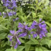 Neptune Catmint Perennial - Nepeta - Gallon Pot
