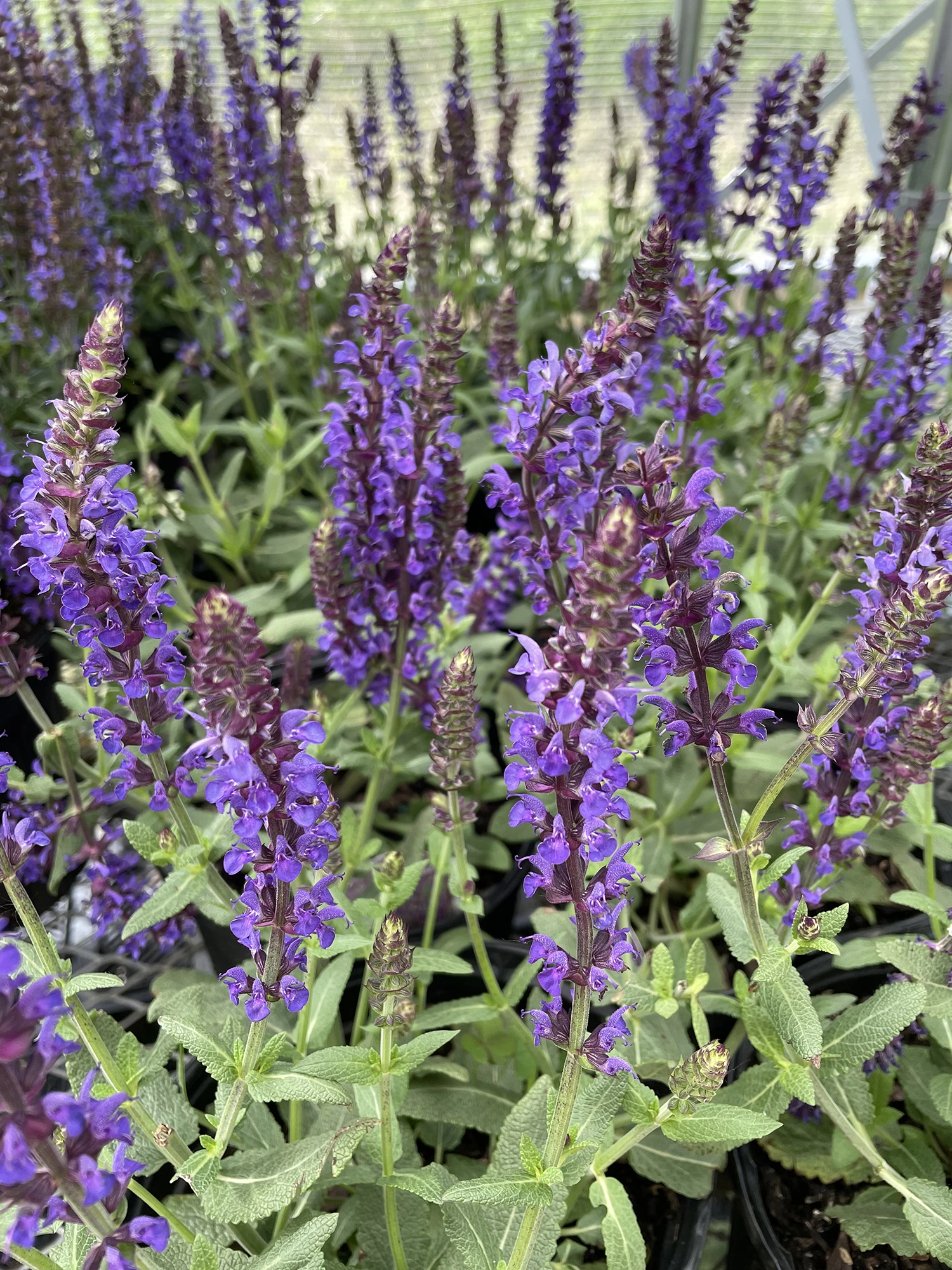 Lyricalâ„¢ Blues Meadow Sage - Salvia - Gallon Pot