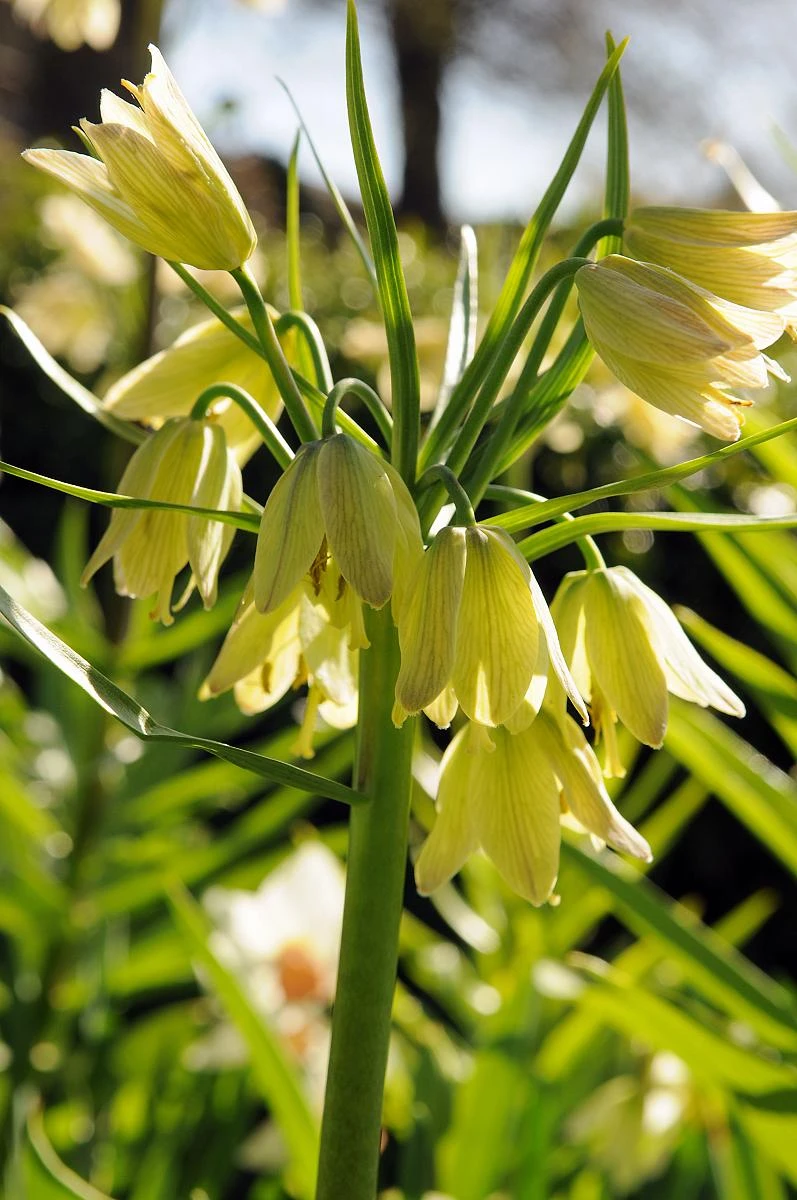 Cream Colored Imperial Lily 1 Bulb - Fritillaria Raddeana - 16/+cm Bulb - Image 2