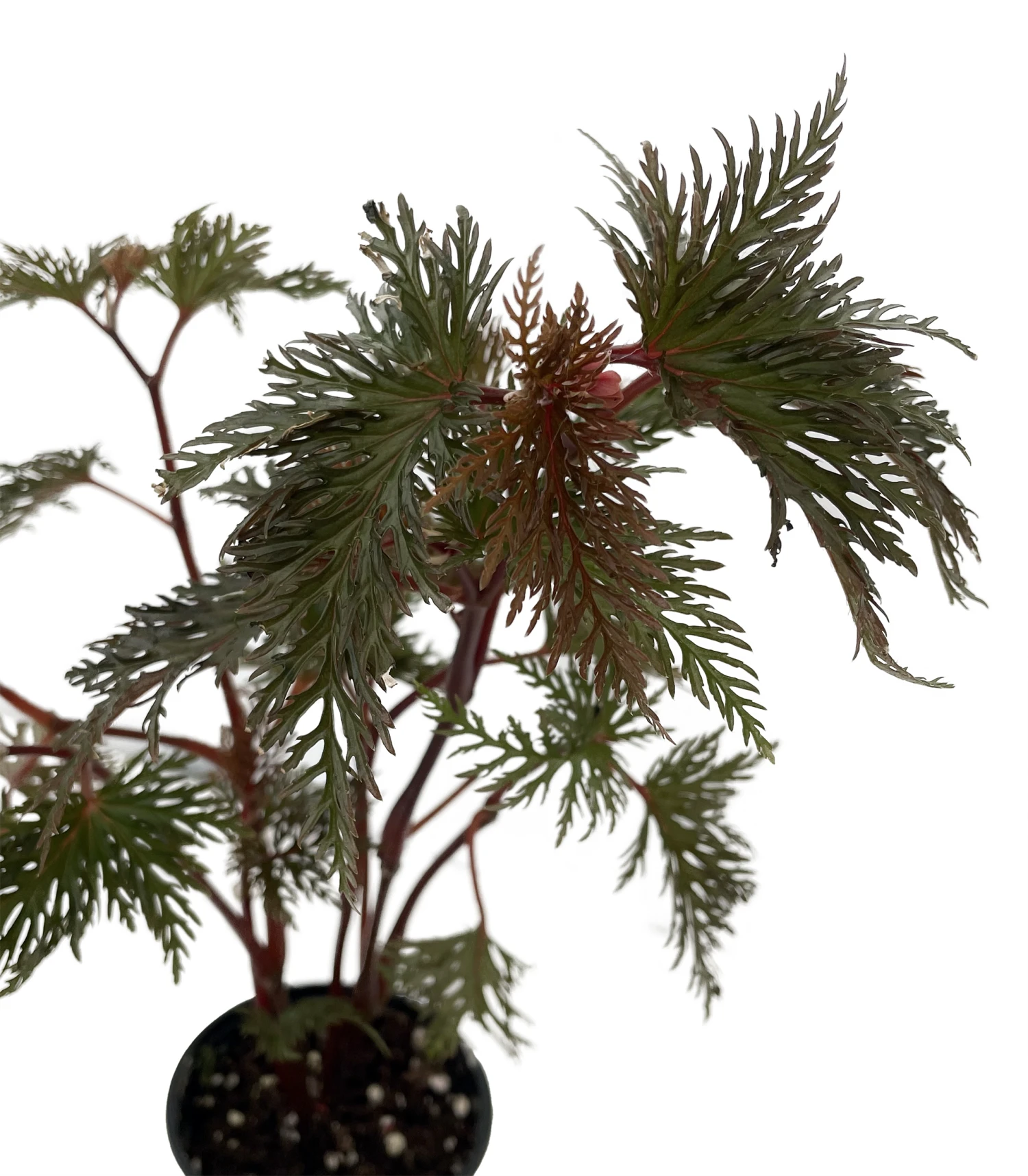 Begonia Bipinnatifida / Fern Leaf Begonia - 4" Pot- House Plant Or Terrarium - Image 2